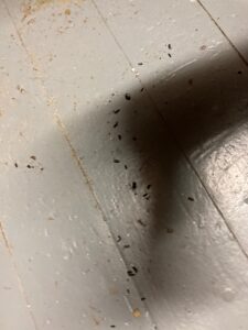 rat droppings in nashville