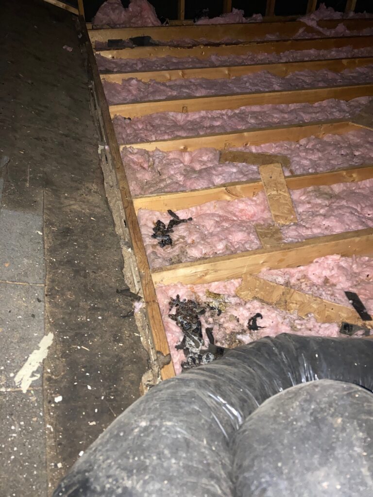 raccoon droppings in insulation