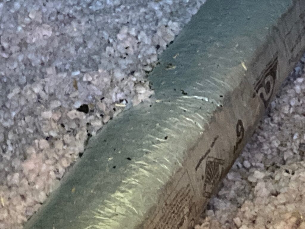 Rat feces in attic in Chattanooga