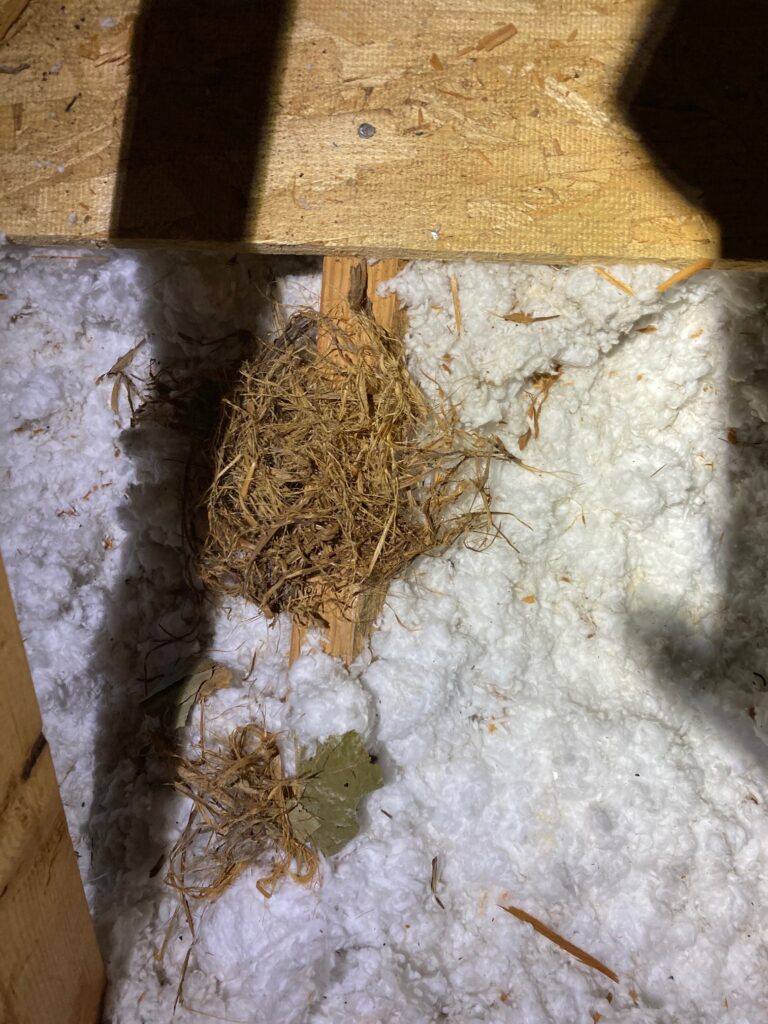 Debries in attic from squirrels