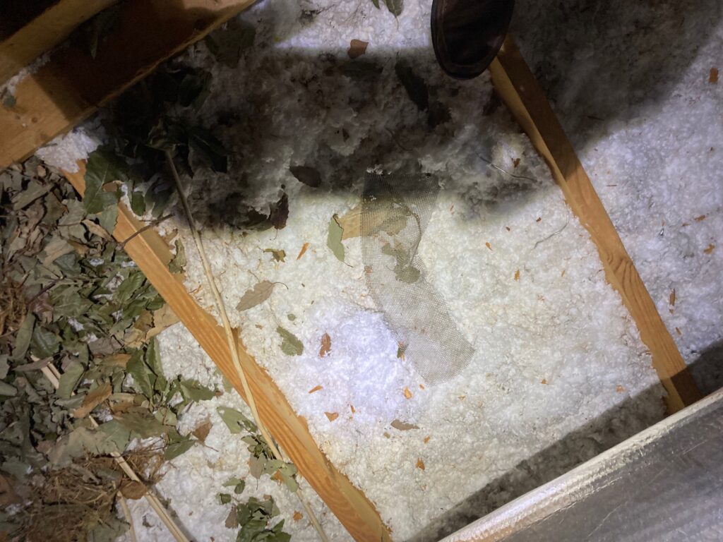 signs of squrirels in the attic,s debries