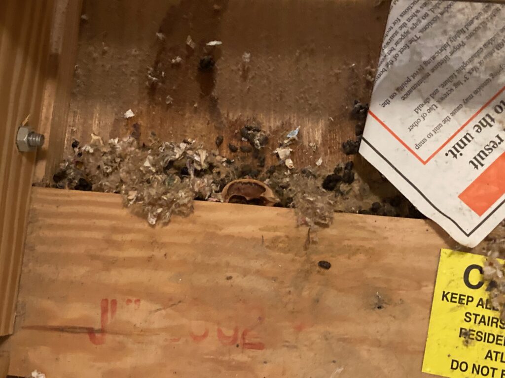 Damaged,soiled insulation rats