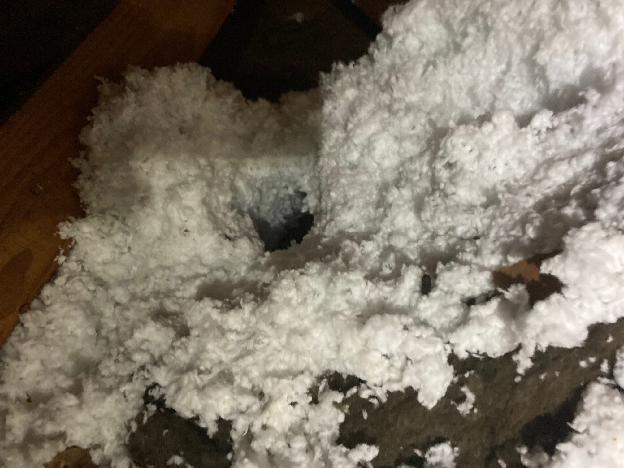 raccoon damage to insulation