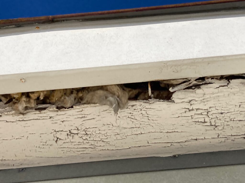 Squirrel gaps and insulation