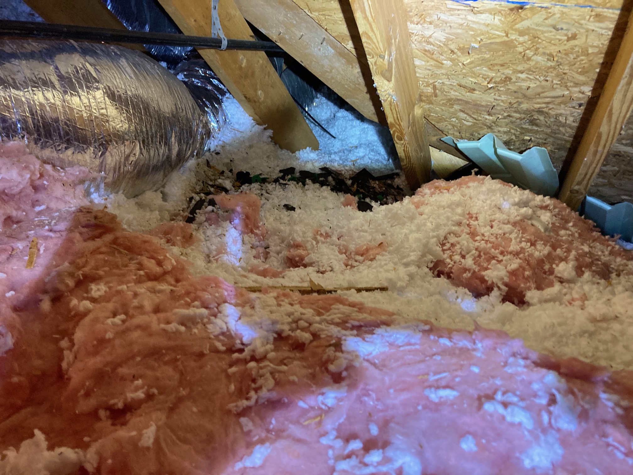 damage insulation and raccoon entry point