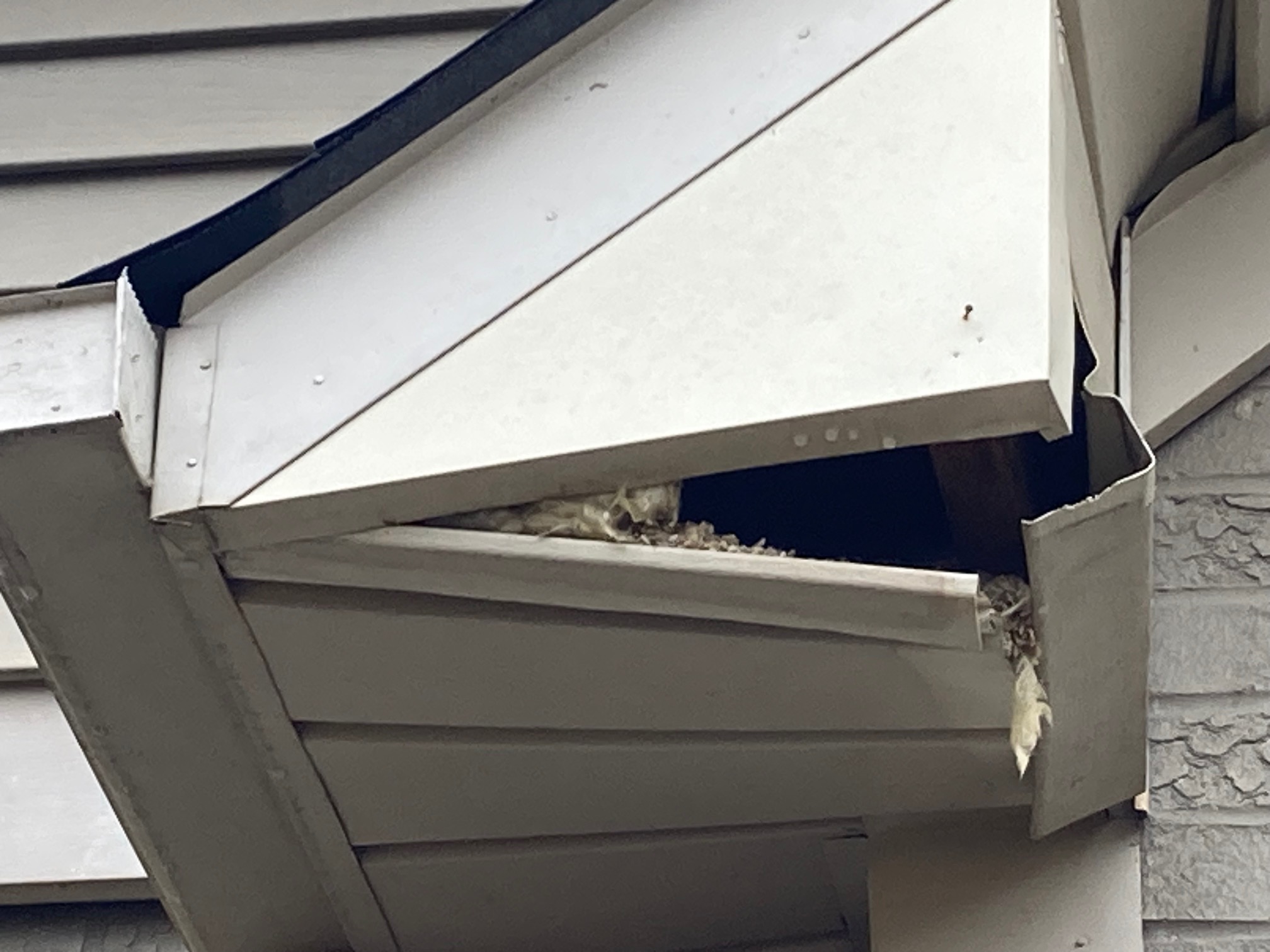 raccoon damage to exterior, entry point