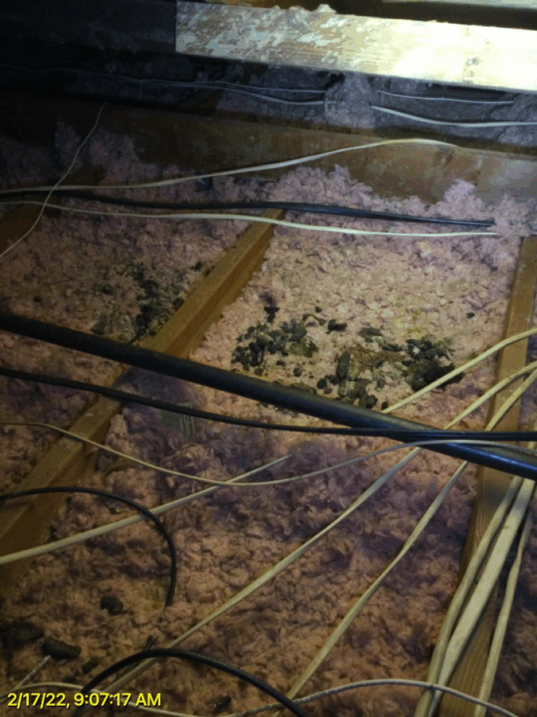 signs of animal in attic droppings in insulation