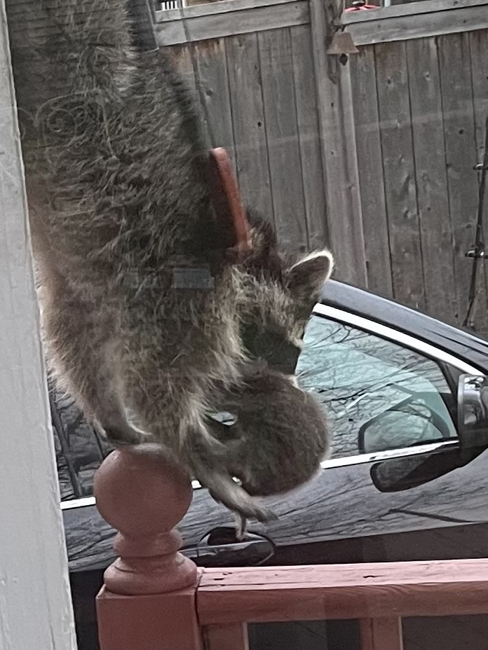 Raccoon with kits in mouth escaping roof