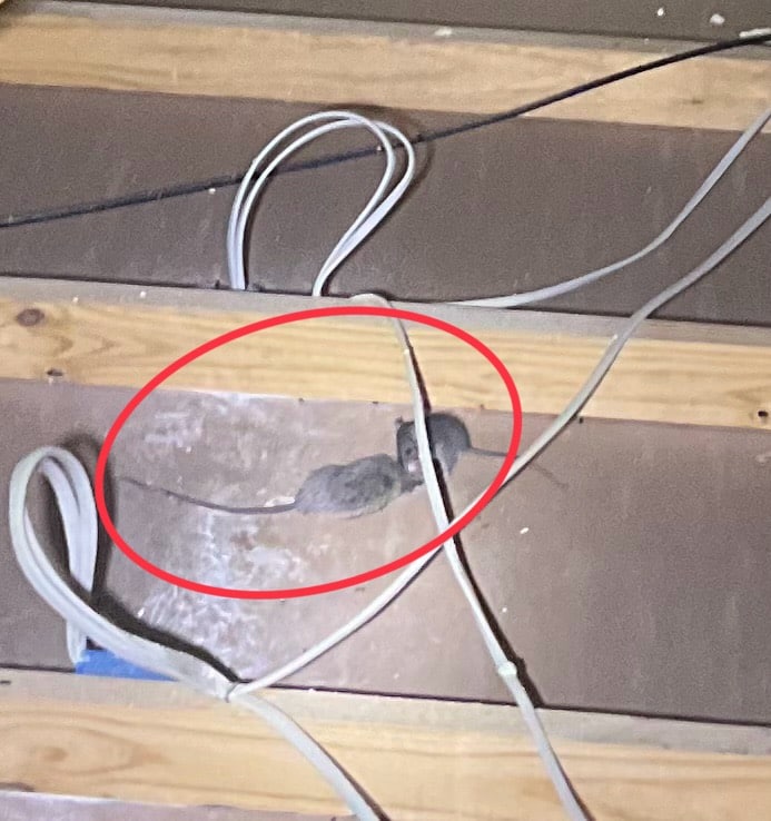 mice in attic in dallas
