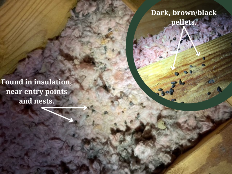 how to identify squirrel droppings in attic