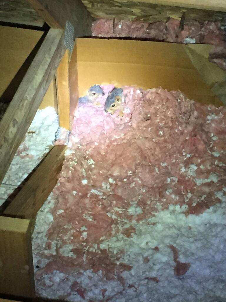 Juvenile Squirrels in Attic insulation in Bloomington