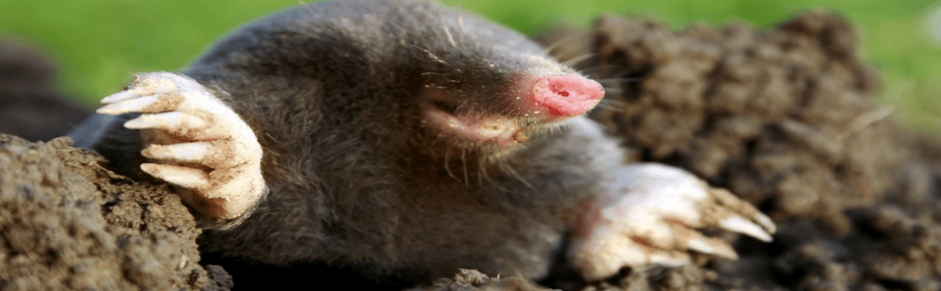 Mole-Removal-East-Central-Indiana-Muncieb09f