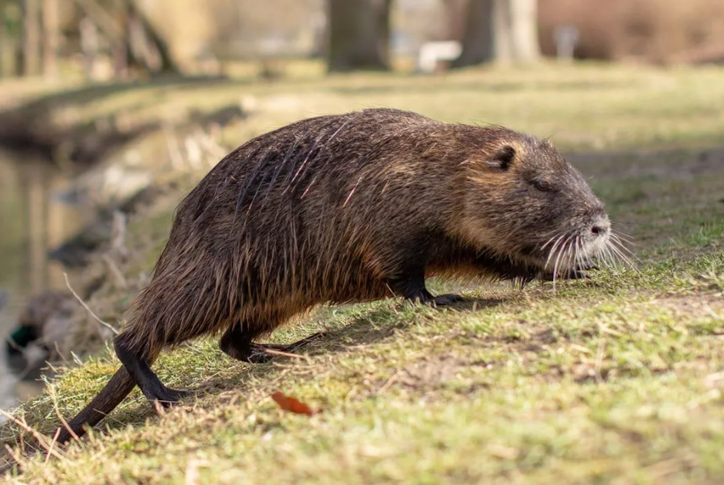 Nutria-removal-Lake-Charles-Louisiana