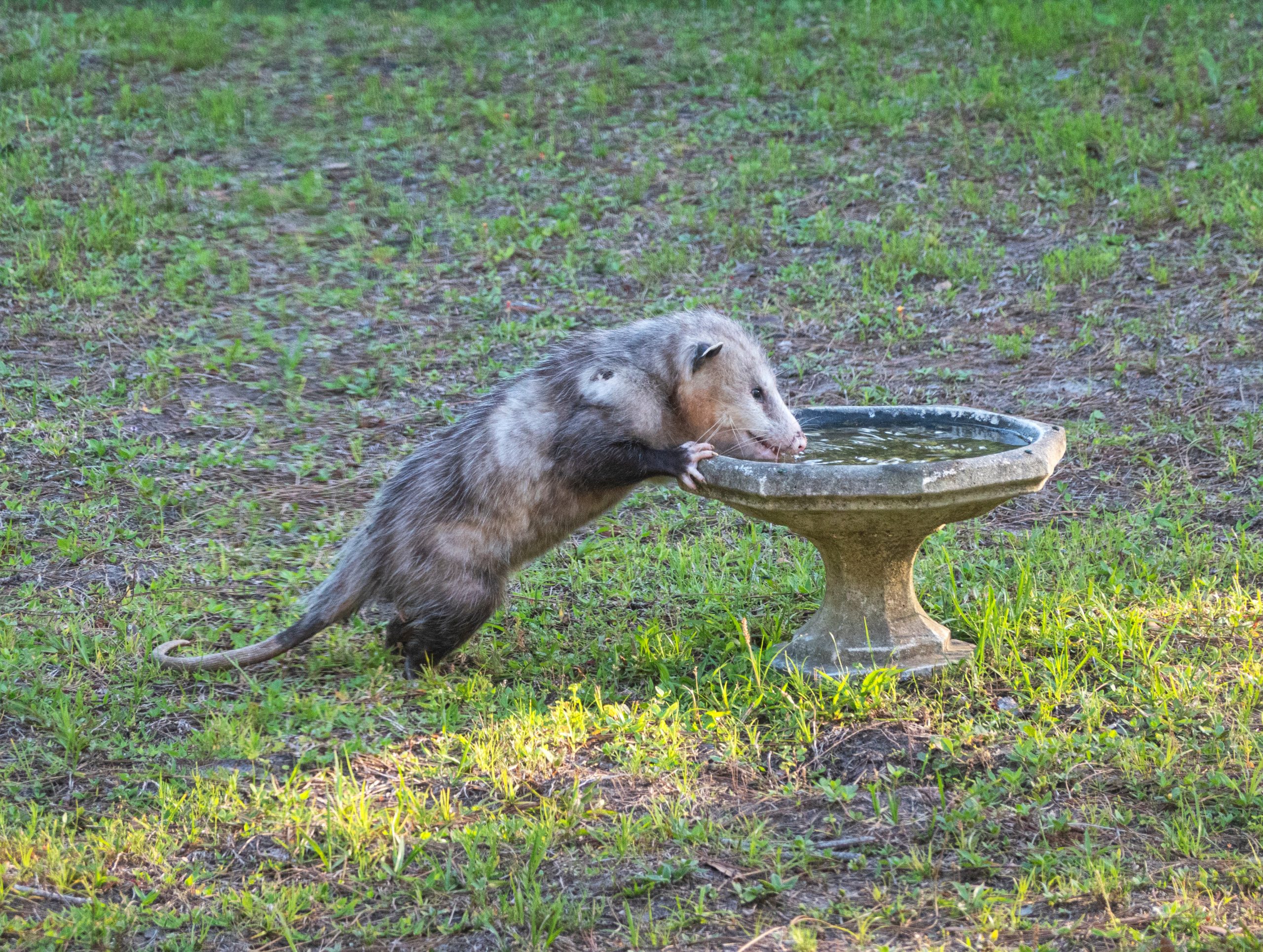 Opossum-Bird-Bath-scaled