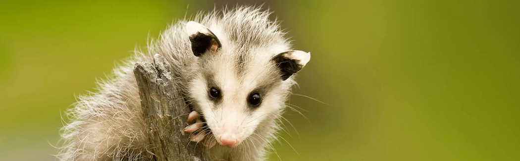 Opossum-Removal-boston-massachusettsb09f