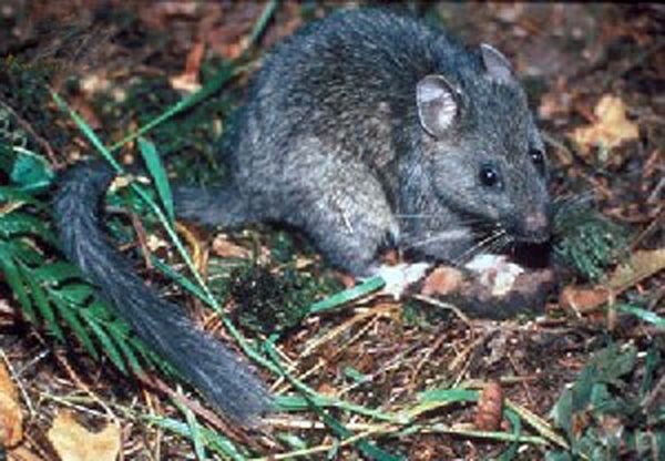 PackRat