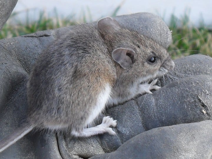 Central MO Mouse Control