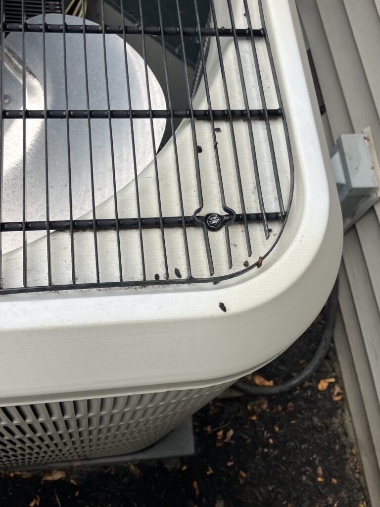 Bat guano on van Mechanisburg