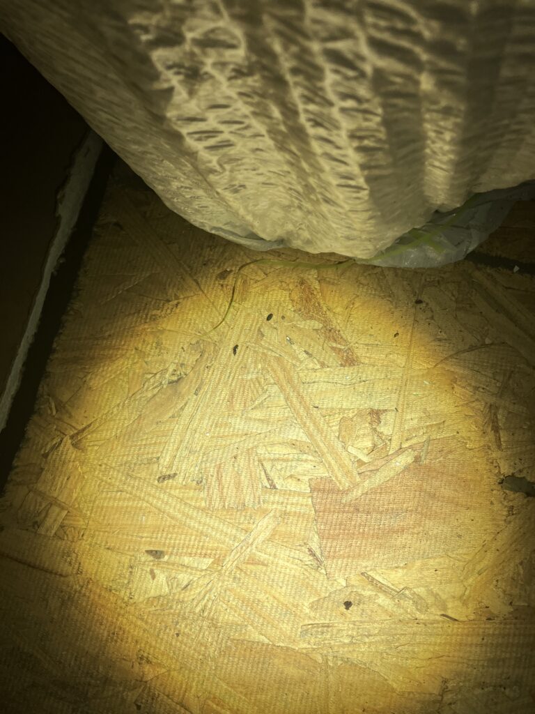 rat droppings in attic