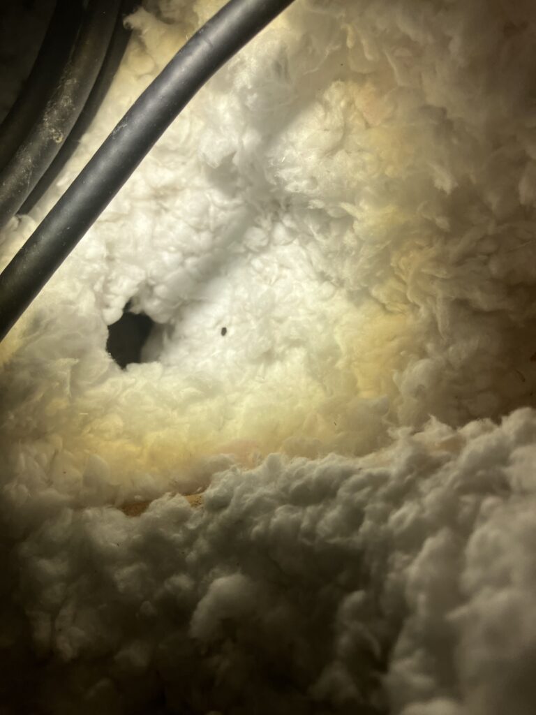 rat tunnel and dropping insulation signs of rats