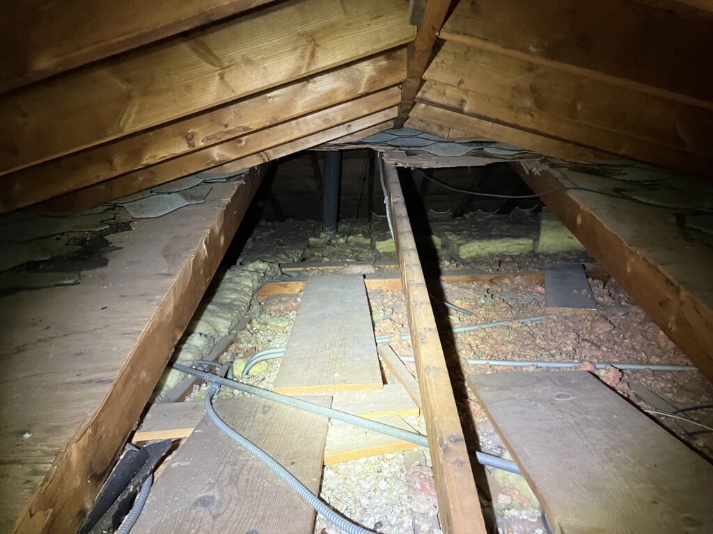 squirrel damage insulation in chicago