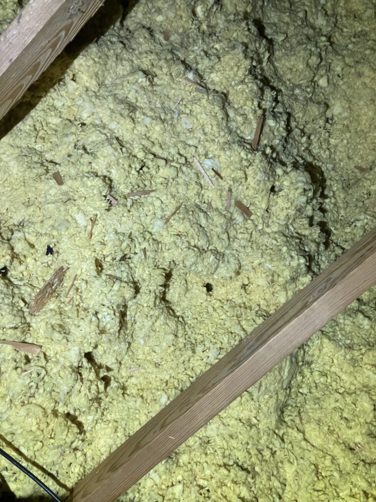 rat debris attic insulation