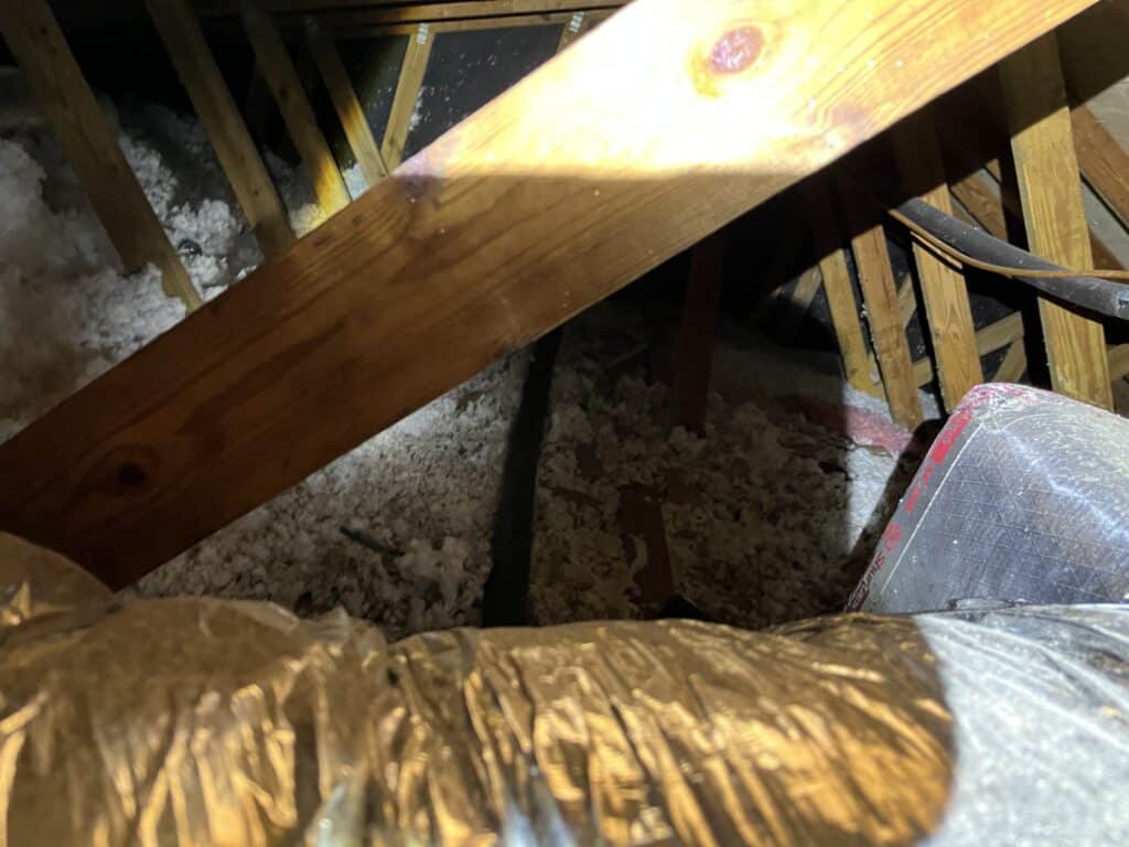 Insulation damage from raccoos