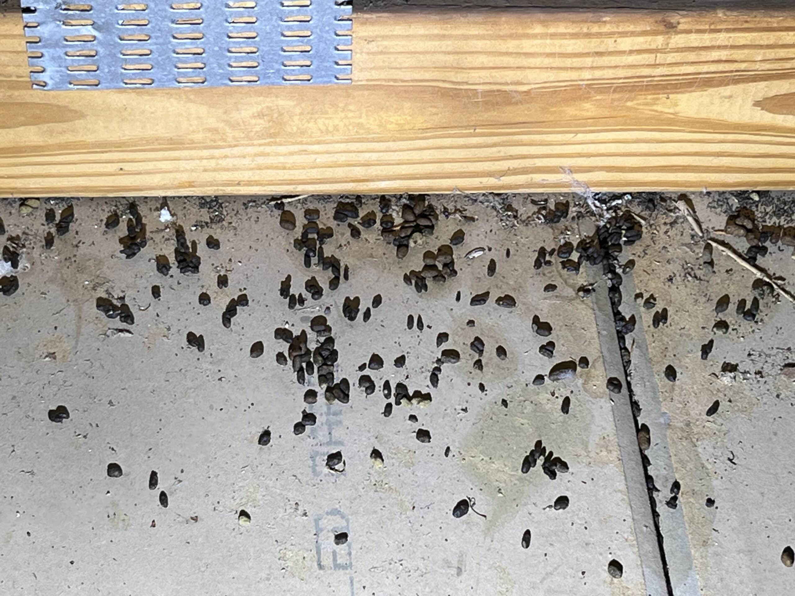 rodent droppings in attic
