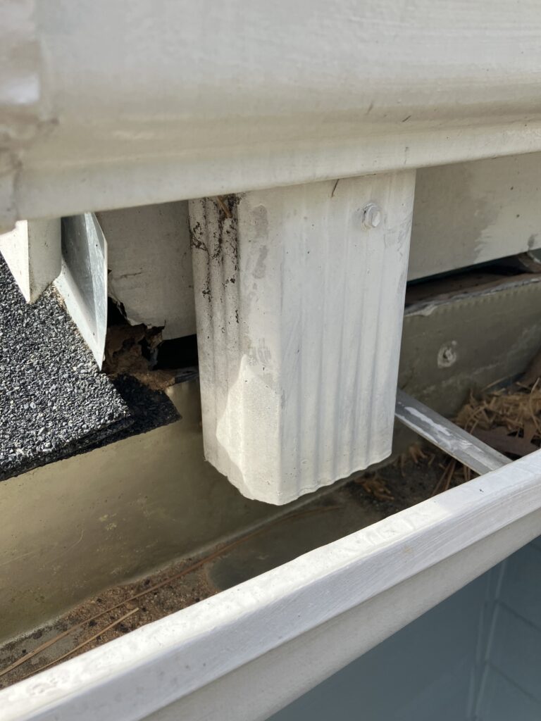 bat entry behind gutter on fascia