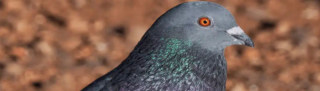 Pigeon-Control-Boulder-Colorado_1