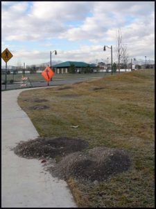 gopher mouds along sidewalk
