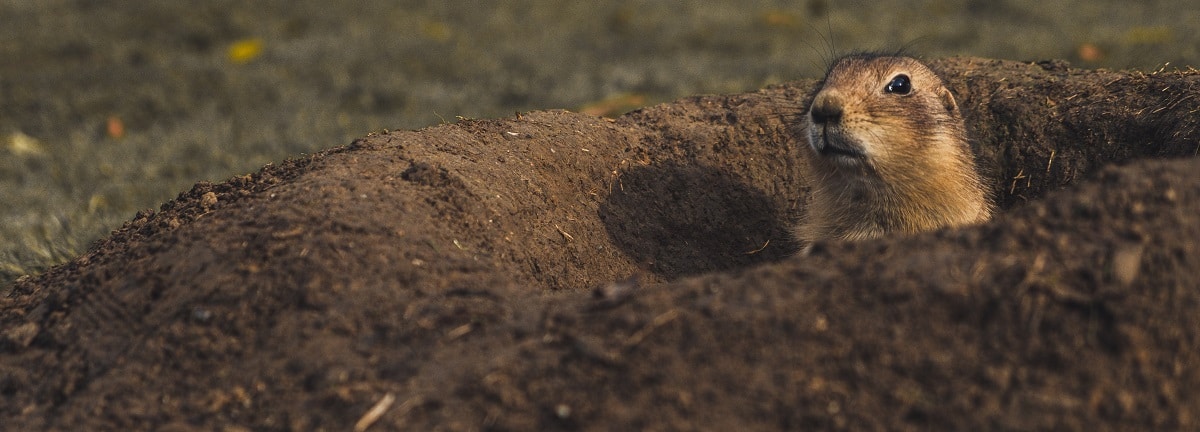 Prairie-Dog-CC-Banner