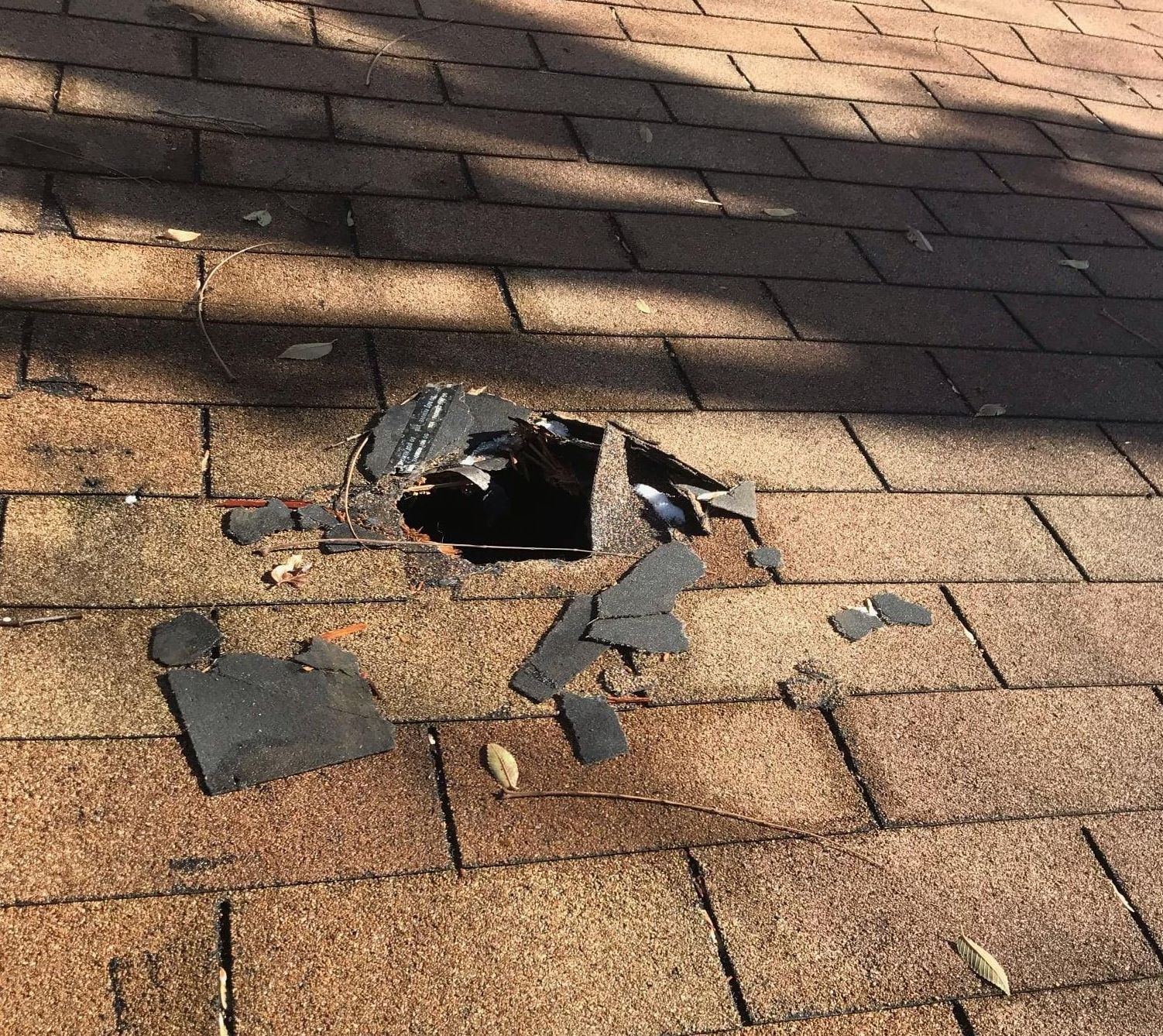 How to Get Raccoons Out of Your House Critter Control