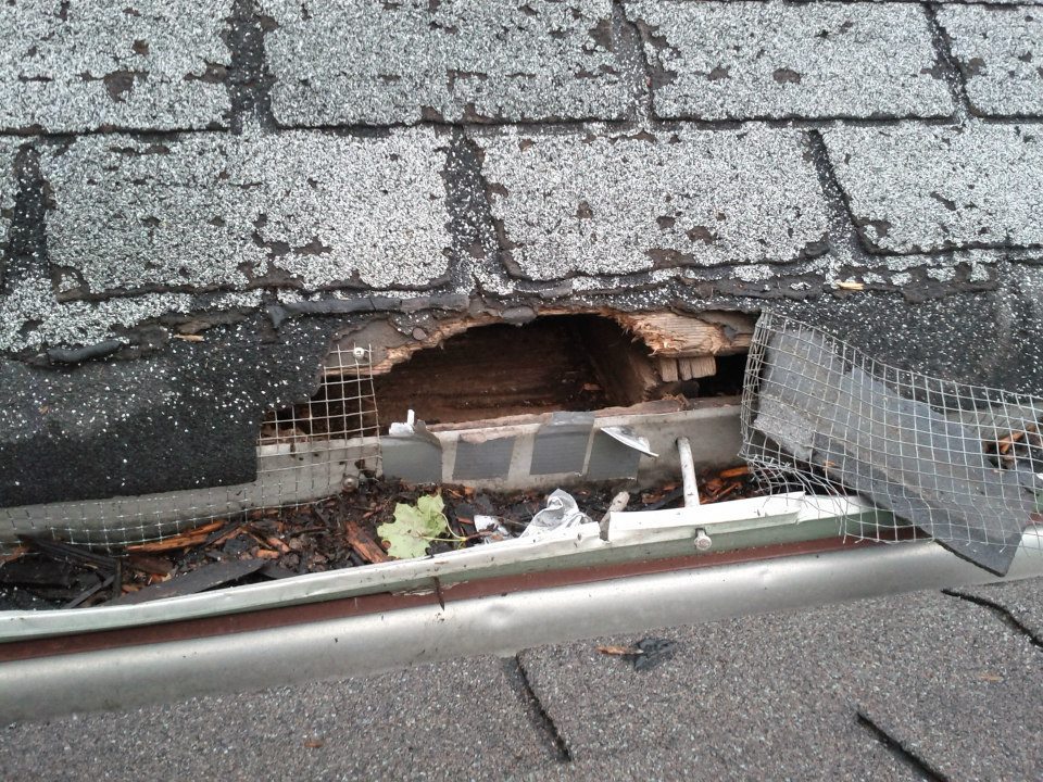 Raccoon Damage to DIY project