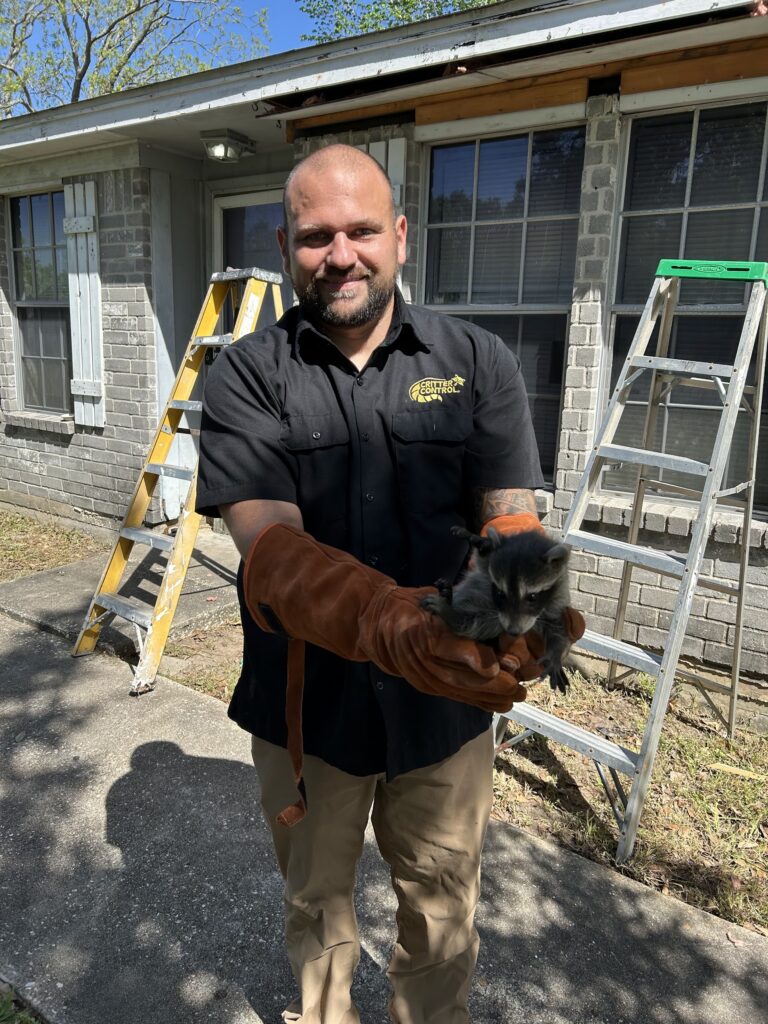 raccoon removal in Beaumont
