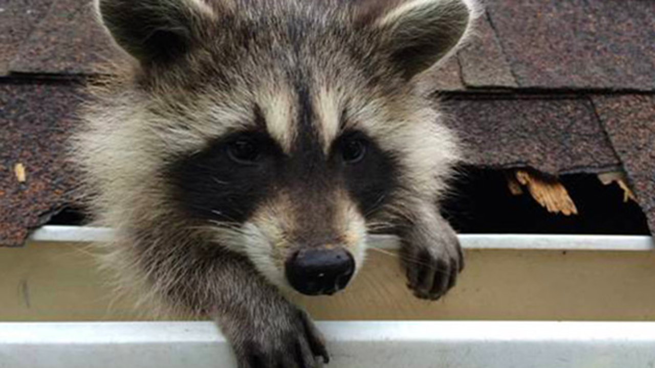 Raccoon Removal in Chicago