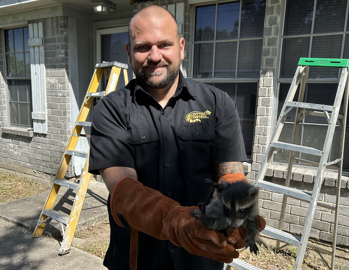 Step-by-Step Raccoon Removal in Beaumont