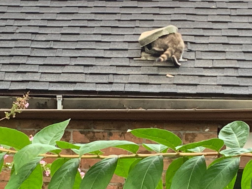 A raccoon entering a home through the roof