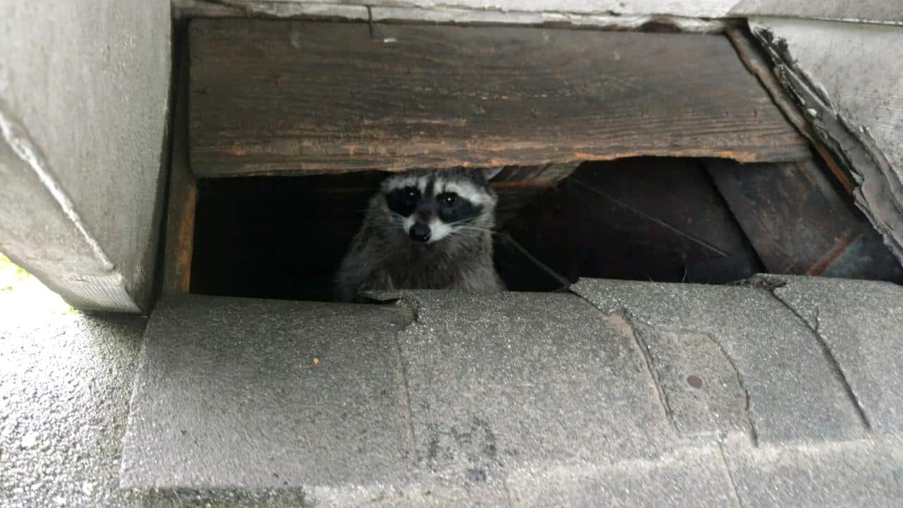 raccoon in eave in seattle