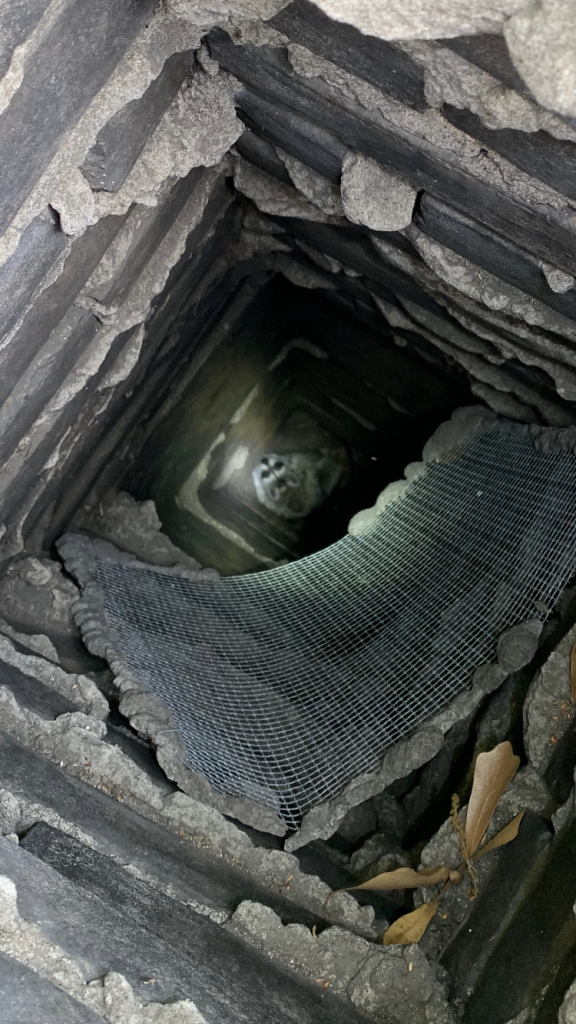 A raccoon in a stone chimney