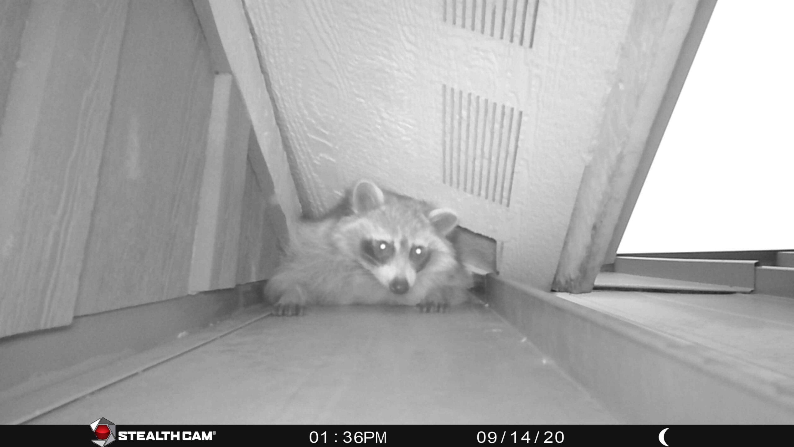 raccoon squeezing out of dormer on roof