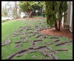 Raccoon pulling up lawn damage