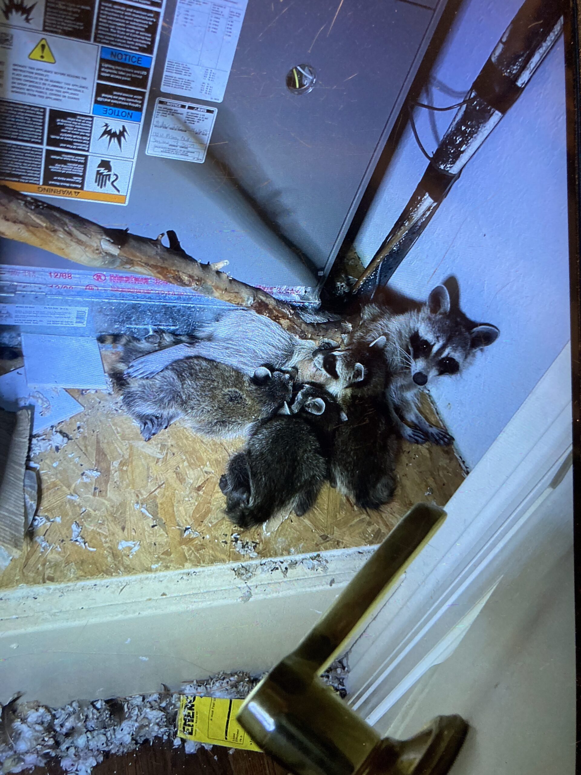female raccoons with babies in hvac