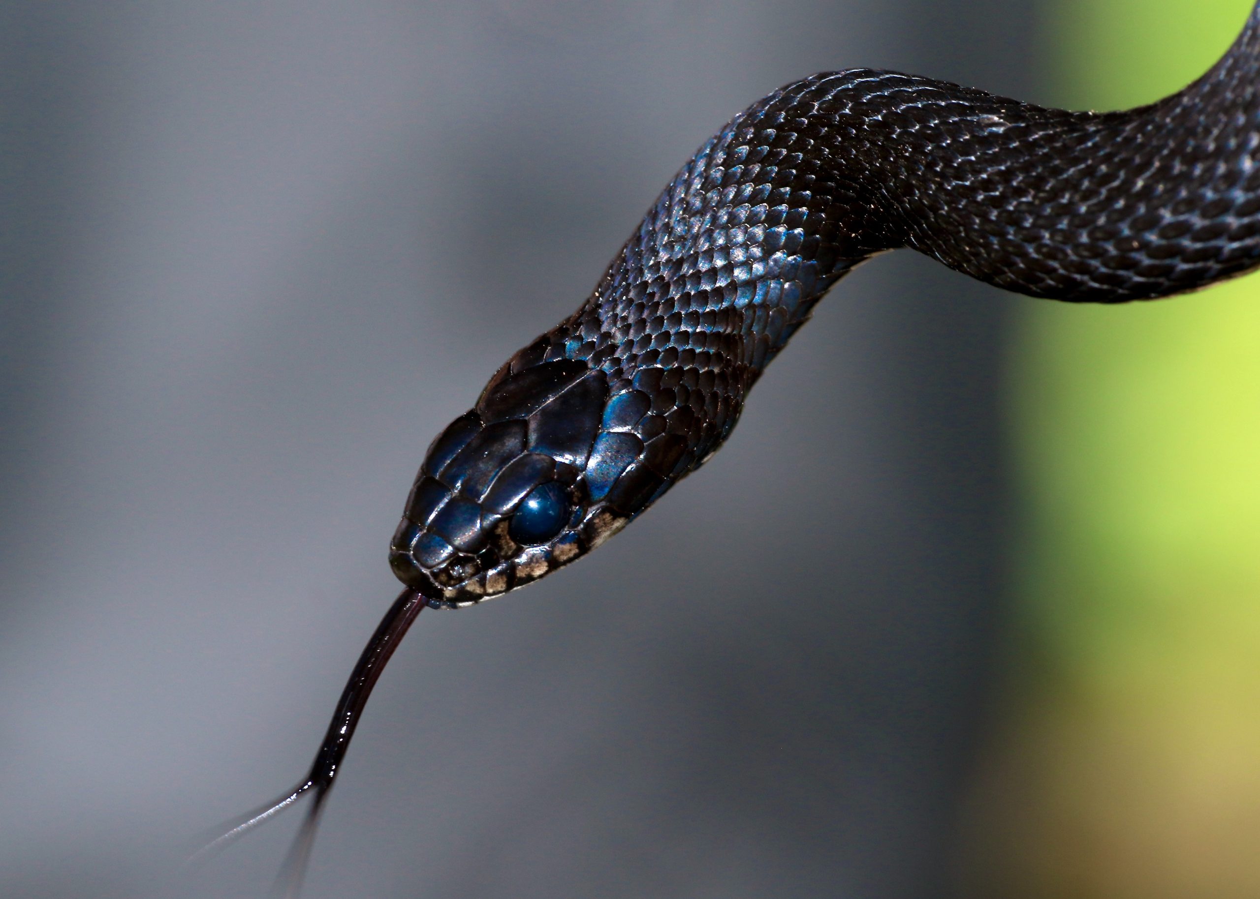 Rat-Snake-scaled