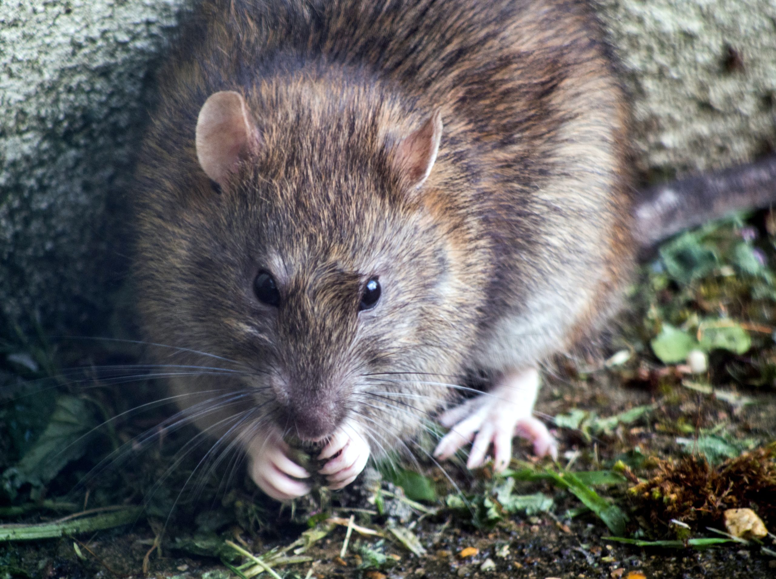 Rat1-scaled