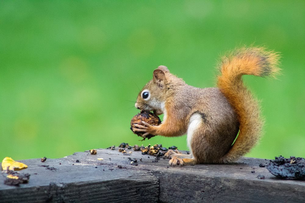 Red Squirrel