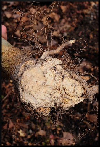 tree damaged by a gopher