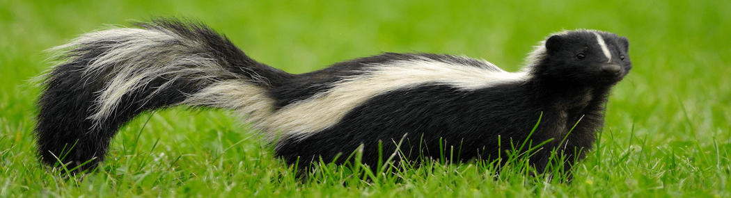 Skunk-Removal-Cookeville-Tennessee