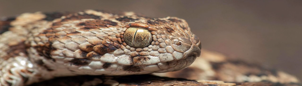Snake Prevention in Gainesville