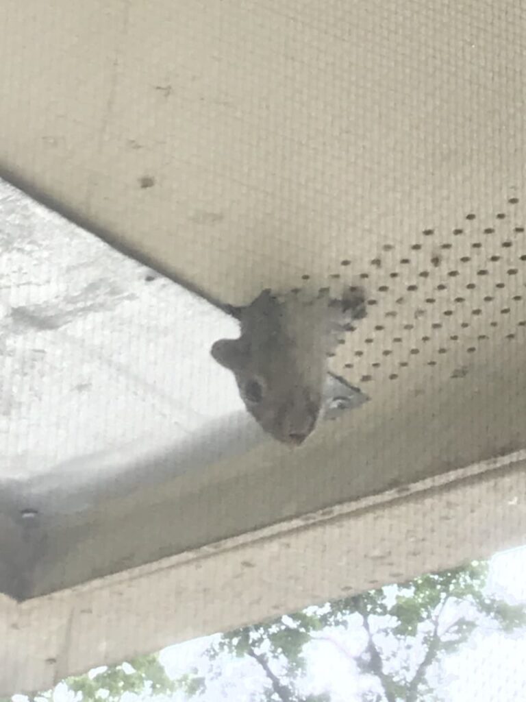 Squirrel poking head through soffit
